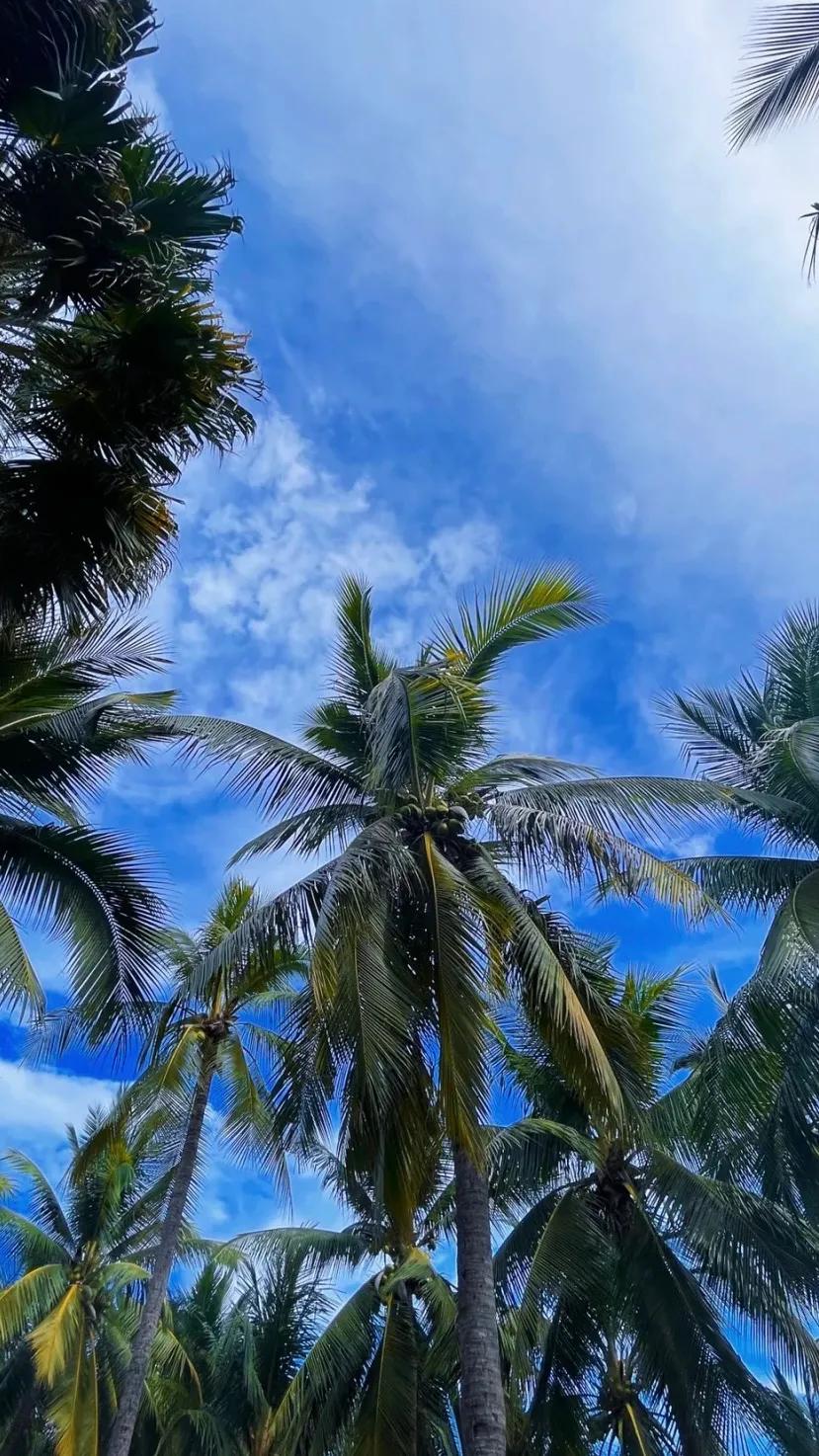 高清真人取图小程序,美人取图小程序