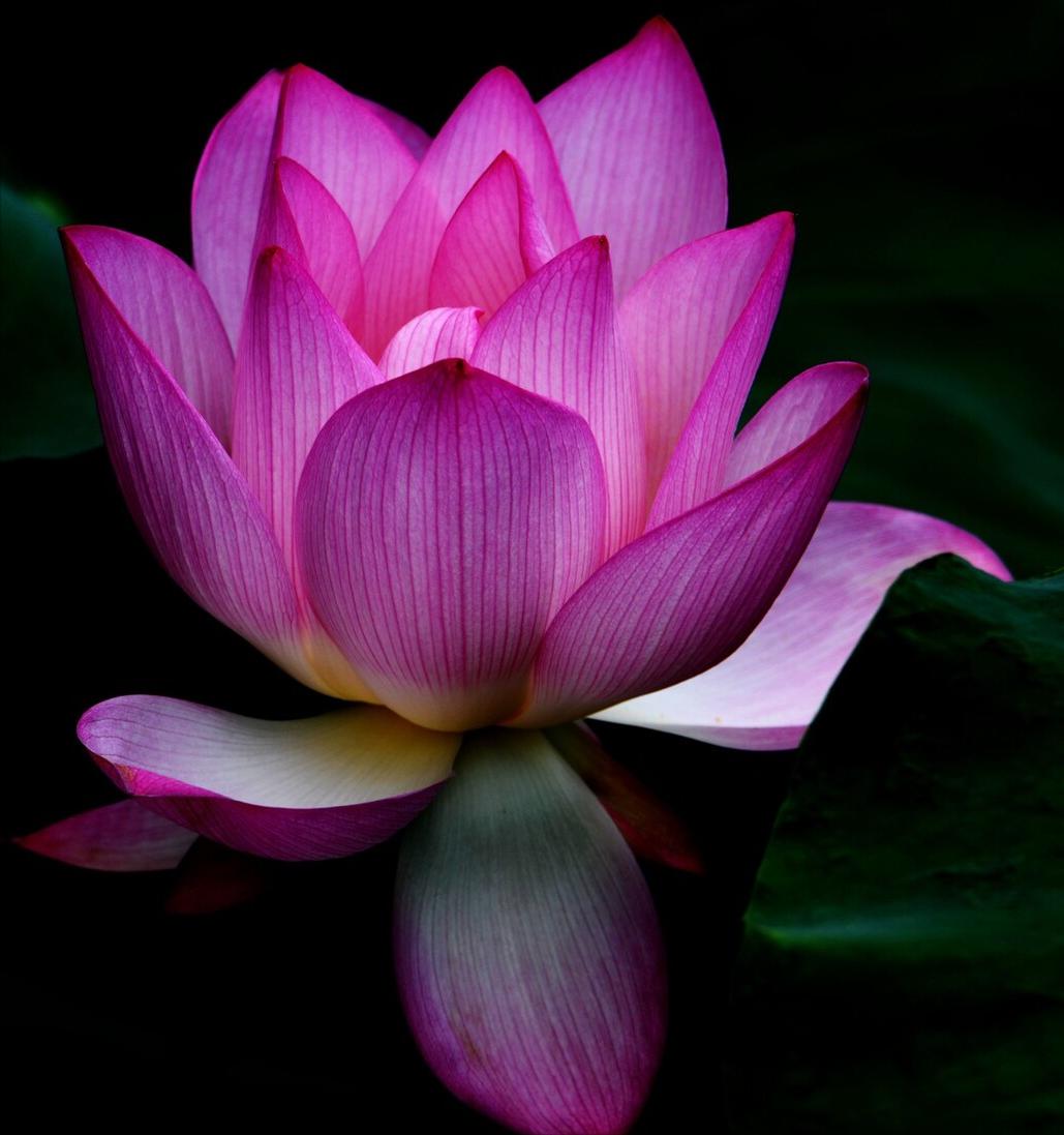 一花一惊艳，爱在夏花中，荷花别样红，莲叶无穷碧，弄花香满衣