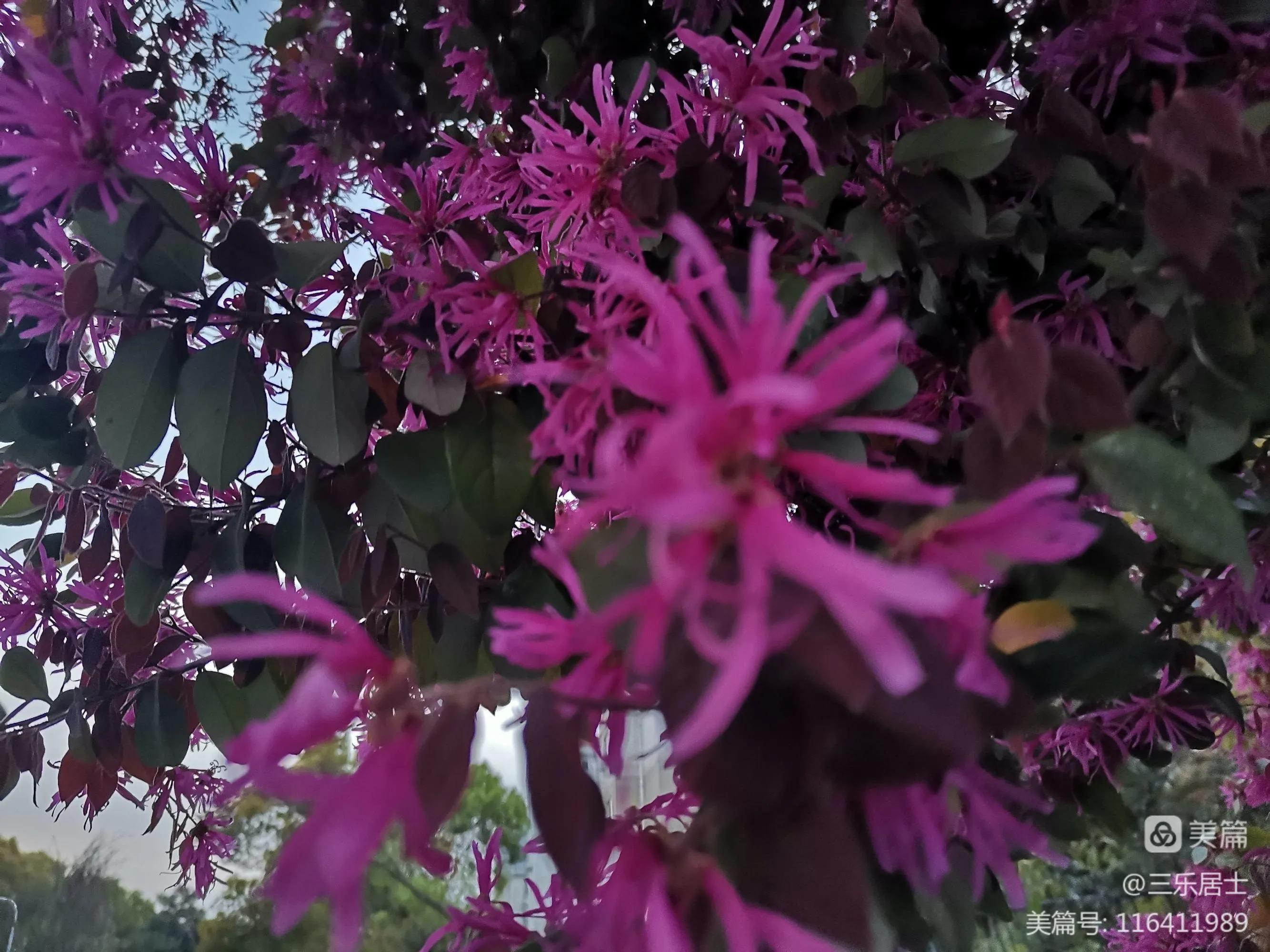 红花檵木的历史故事,白花檵木