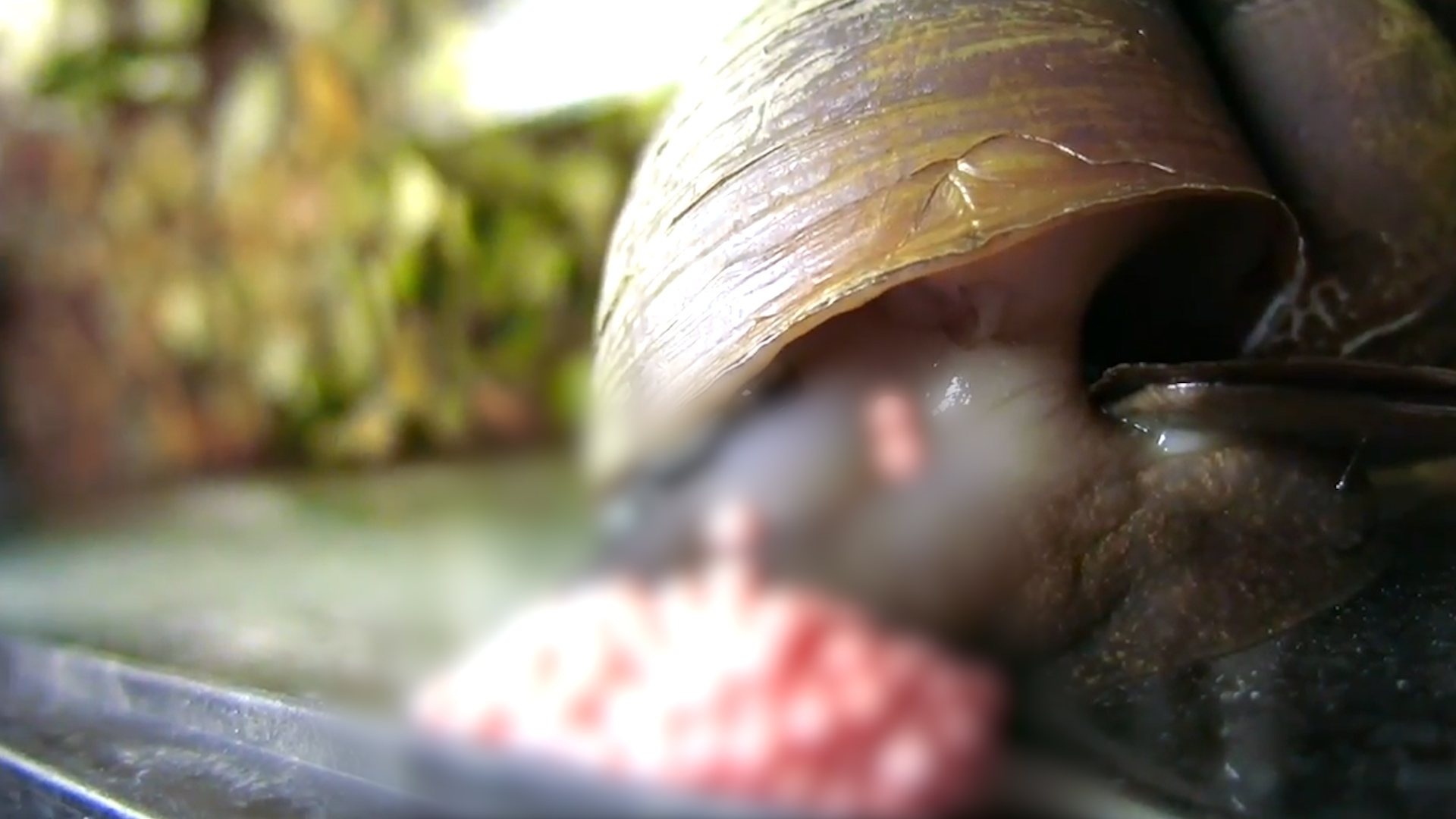 福寿螺的天敌是哪些,福寿螺的天敌都有哪些