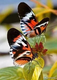 *拍偷**的夫妻生活照，羞羞的