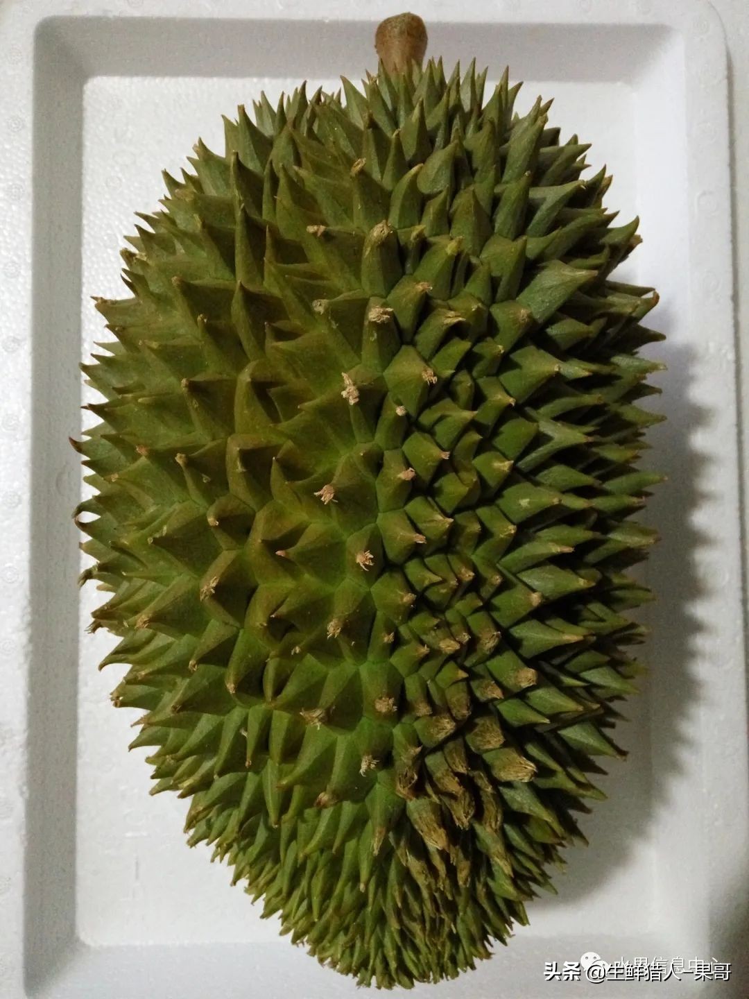 越南产地榴莲最新价格,越南榴莲品种视频