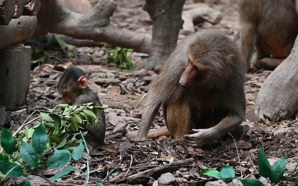 广州长隆野生动物园全部动物,广州长隆野生动物园所有动物介绍