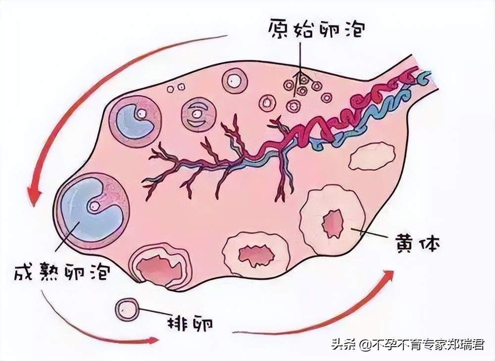 卵泡发育不良不排卵激素检查正常,卵巢功能下降卵泡发育不良怎么办