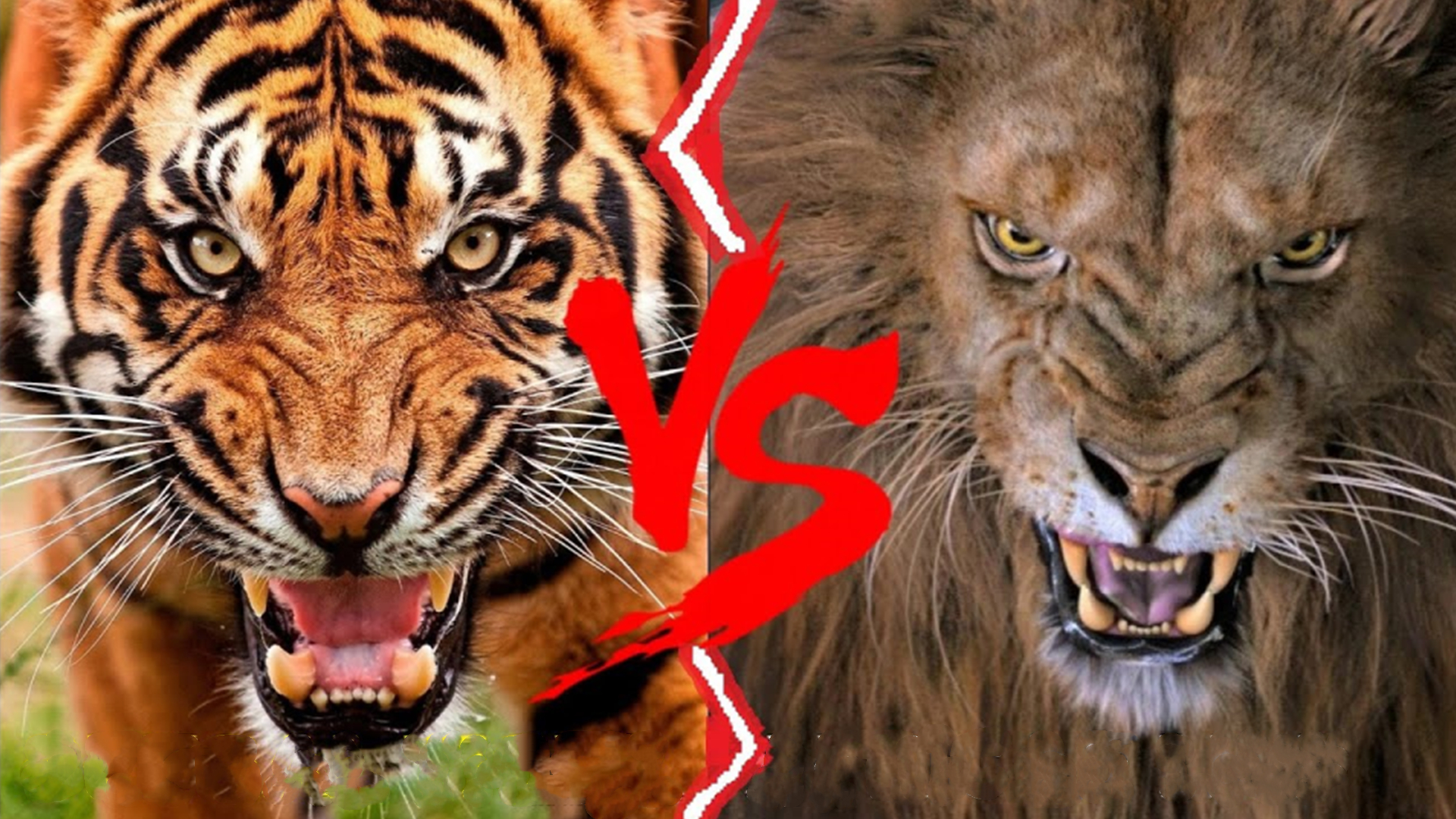 古罗马巴巴里狮vs孟加拉虎,孟加拉虎与巴巴里狮哪个厉害