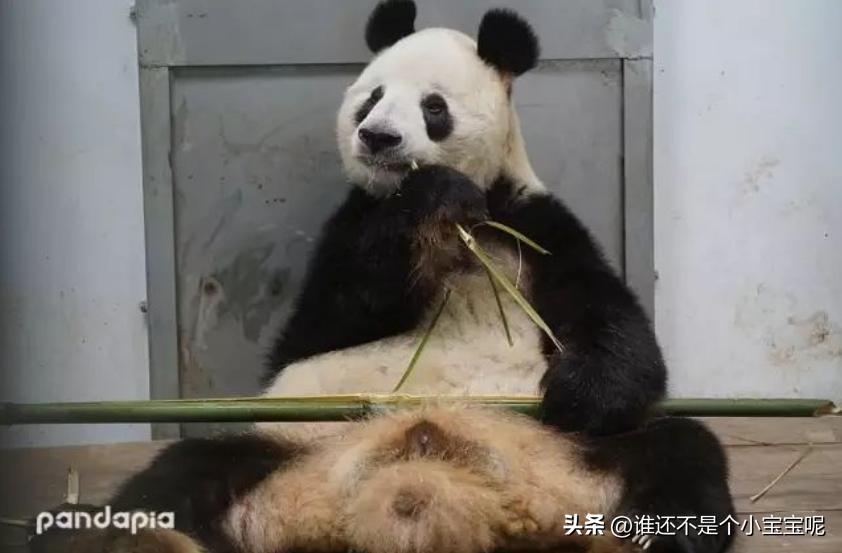 每天认识一只大熊猫和花,每天认识一支大熊猫