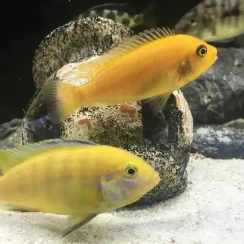 各种漂亮鱼的名称及图片,漂亮可爱的海水观赏鱼