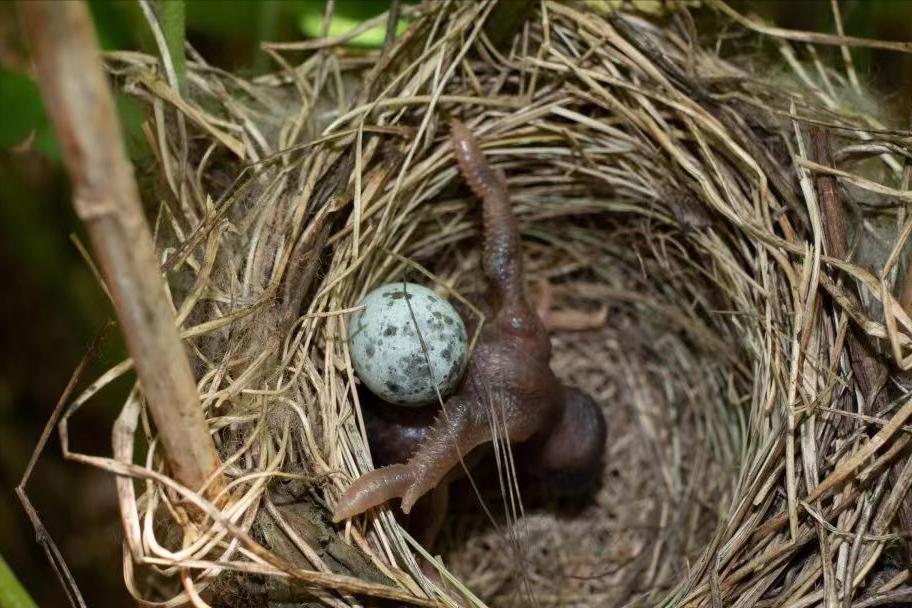 布谷鸟鸠占鹊巢完整视频,布谷鸟鸠占鹊巢完整版