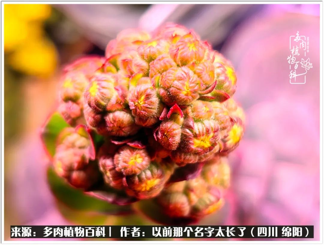 夏天山地玫瑰,小清新山地玫瑰