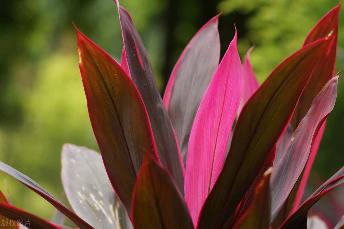 水培绿萝养殖教程,水培绿萝的养殖方案