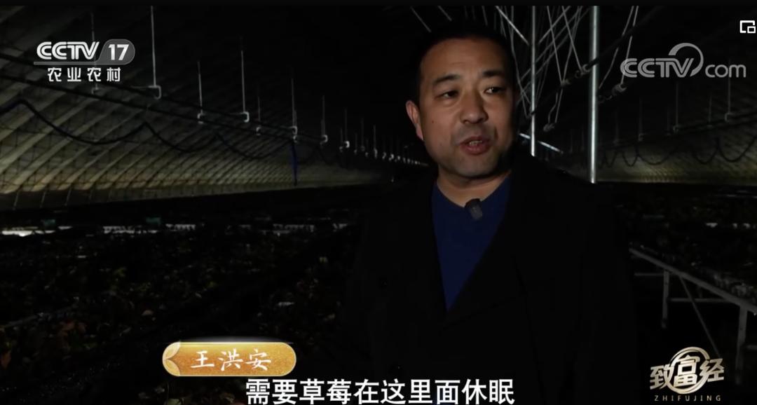 丹东九九草莓和红颜区别,丹东九九草莓新品