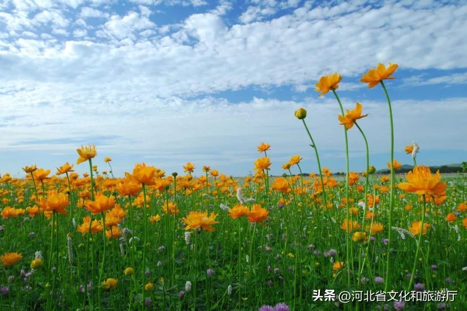 *情纵**草原畅玩河北|风车,草甸,银河……在河北的草原上拥抱无尽诗意与浪漫