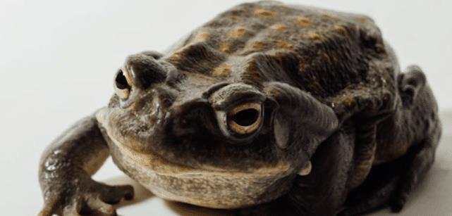 美国人舔蛤蟆的作用,美国人对癞蛤蟆上瘾