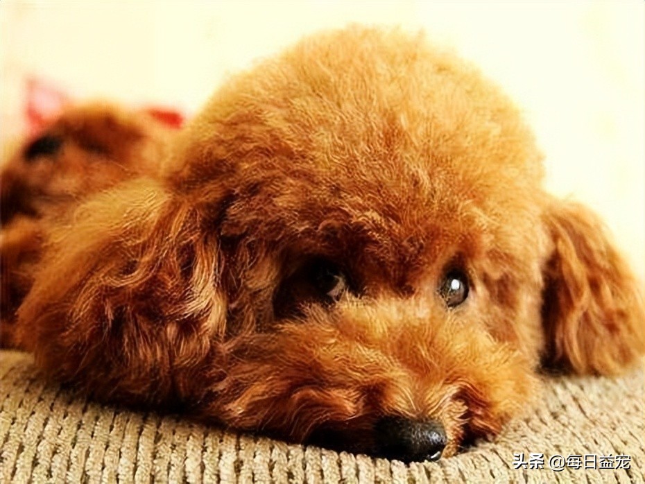 泰迪犬挑食怎么办?铲屎官这样做,效果极好