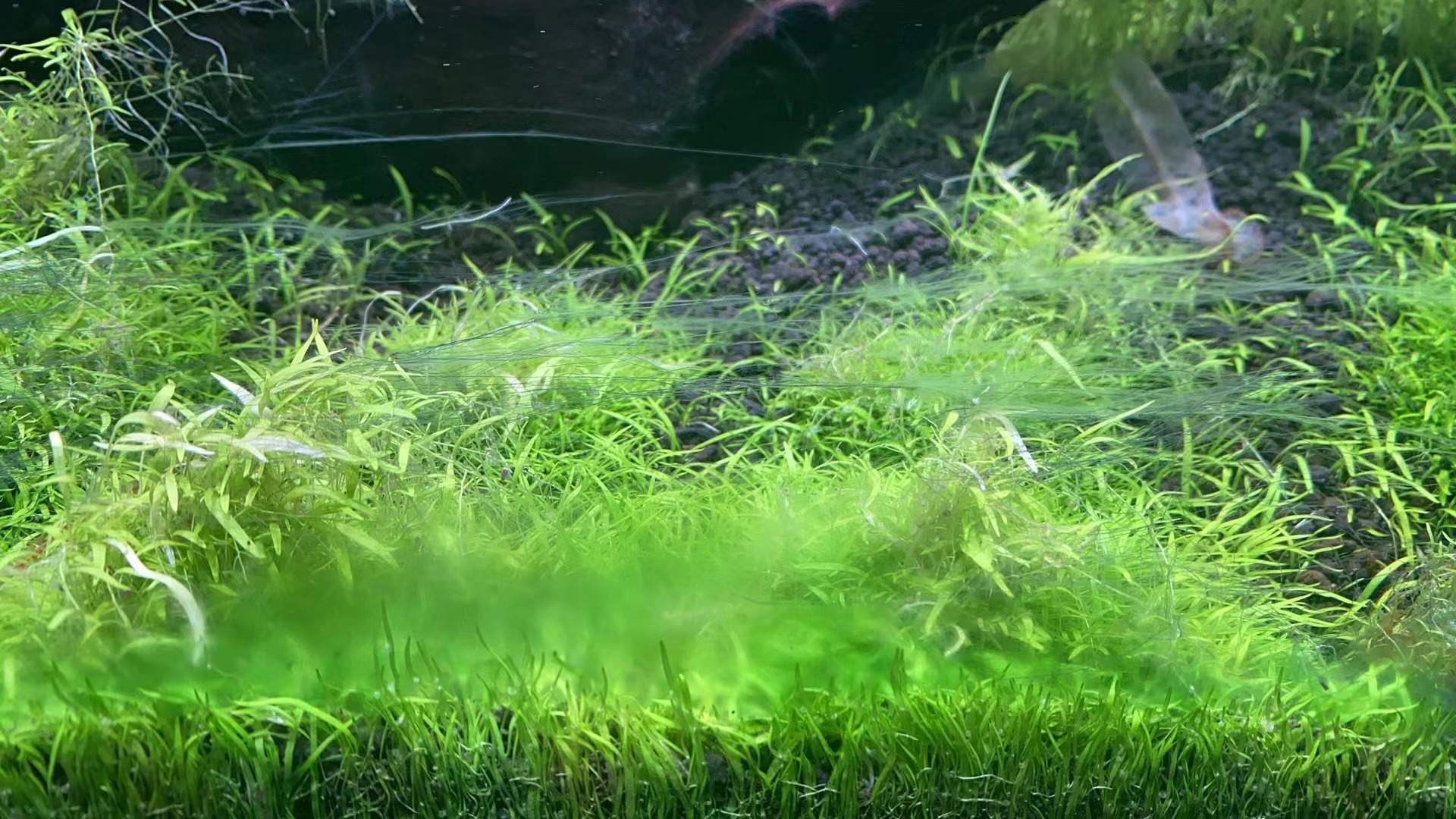 七彩水草缸怎么抑制藻类,水草缸怎么治疗水霉