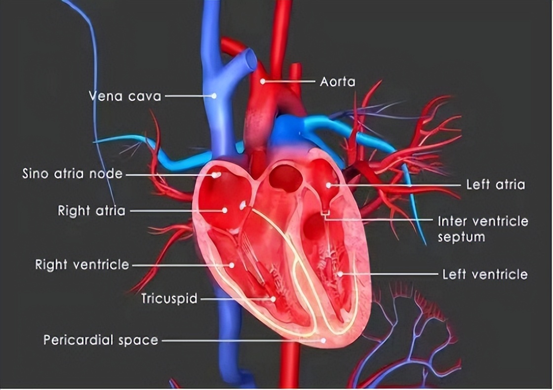 心跳快慢对寿命有影响吗,心跳快慢和寿命对照表