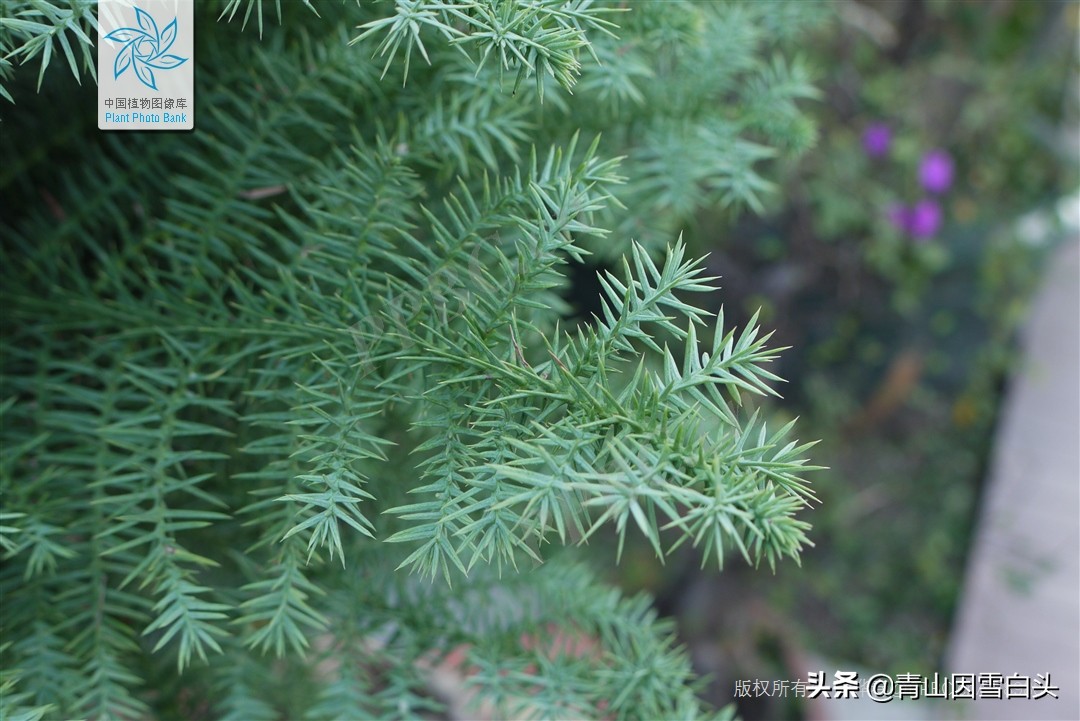 秃杉种多少年可以卖,秃杉树苗