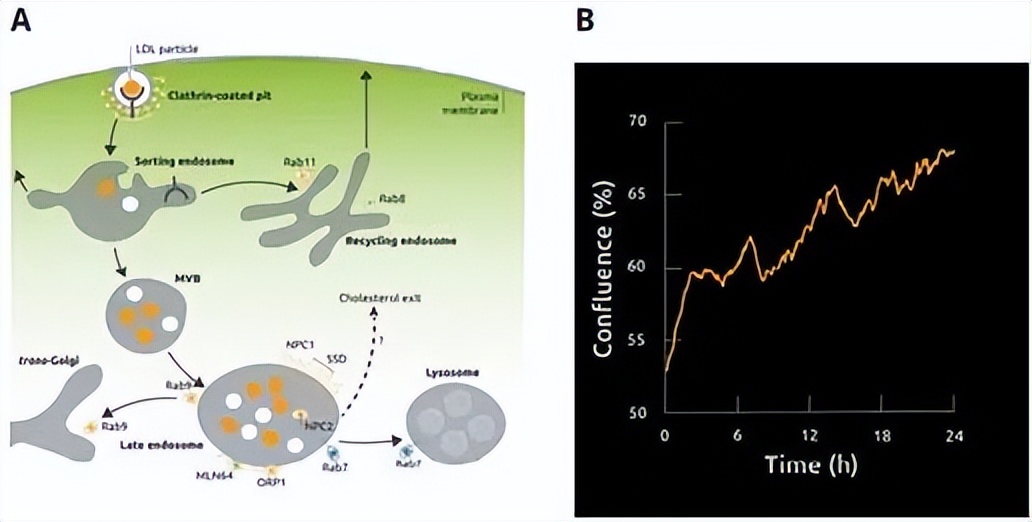 昆明纳瑞丨「Nanolive」在群体水平上描述单个细胞的特征