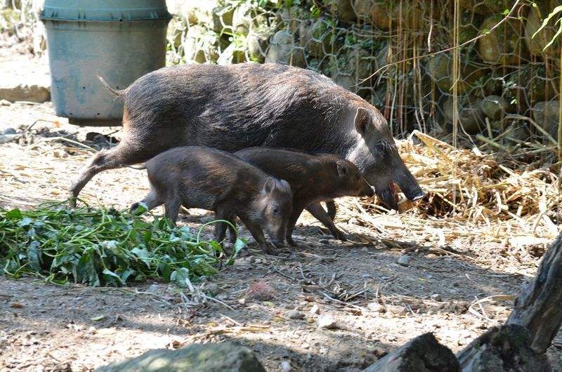 中国“野猪患”四起，数量突破120万头，为何打野猪成赔本买卖？