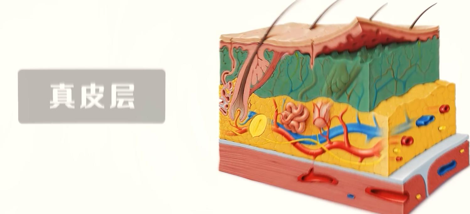 人体最大的器官是不是肝脏,人体最大的器官是指什么百科