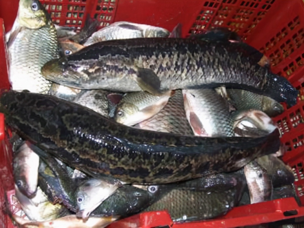 <html>
<head><title>502BadGateway</title></head>
<body>
<center><h1>502BadGateway</h1></center>
<hr><center>nginx</center>
</body>
</html>
<!--apaddingtodisableMSIEandChromefriendlyerrorpage-->
<!--apaddingtodisableMSIEandChromefriendlyerrorpage-->
<!--apaddingtodisableMSIEandChromefriendlyerrorpage-->
<!--apaddingtodisableMSIEandChromefriendlyerrorpage-->
<!--apaddingtodisableMSIEandChromefriendlyerrorpage-->
<!--apaddingtodisableMSIEandChromefriendlyerrorpage-->
