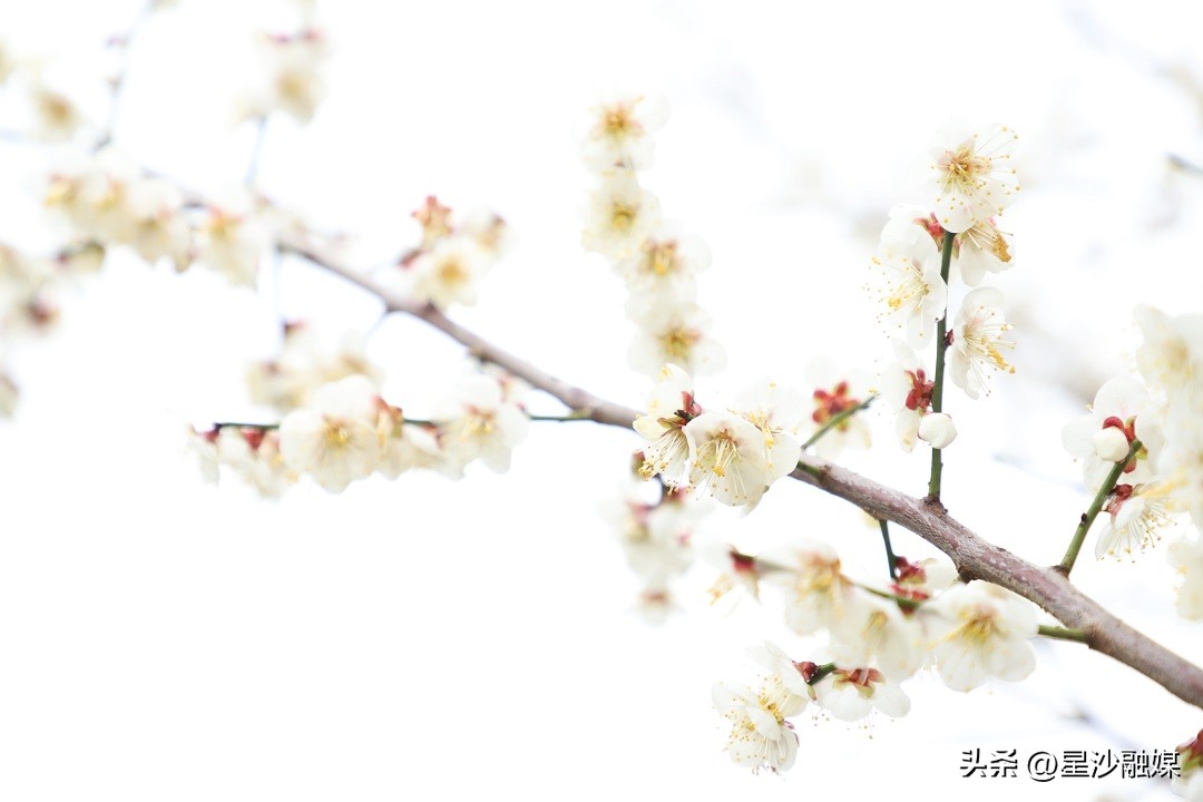 长沙春天赏花的地方有哪些,长沙春天哪里看花海