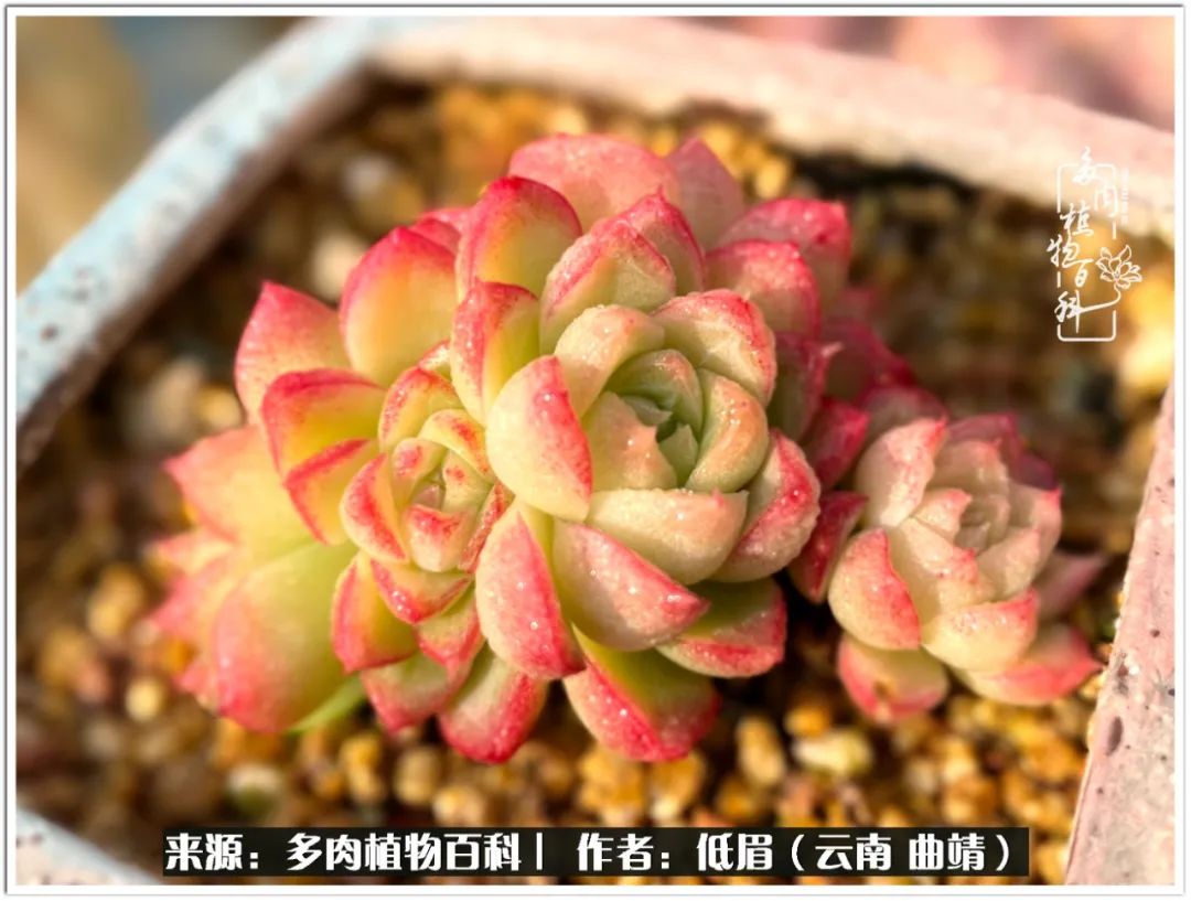 玉露多肉冬季分盆,玉露多肉怎样才能晶莹剔透