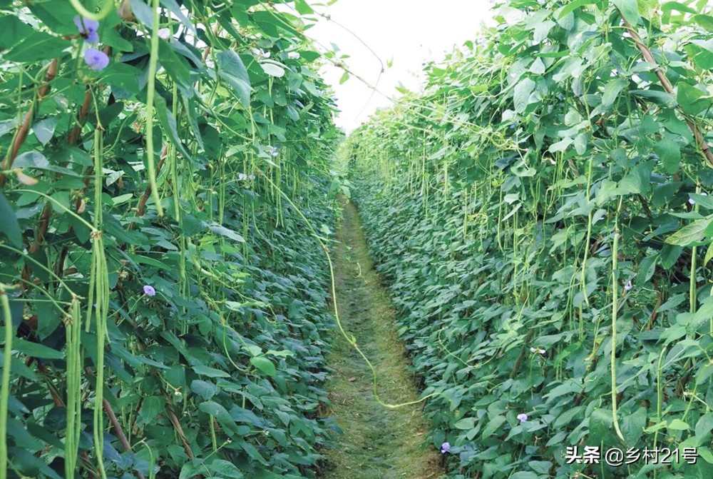 怎样治豆角害虫最有效,豆角有钻心虫和蚜虫用什么药