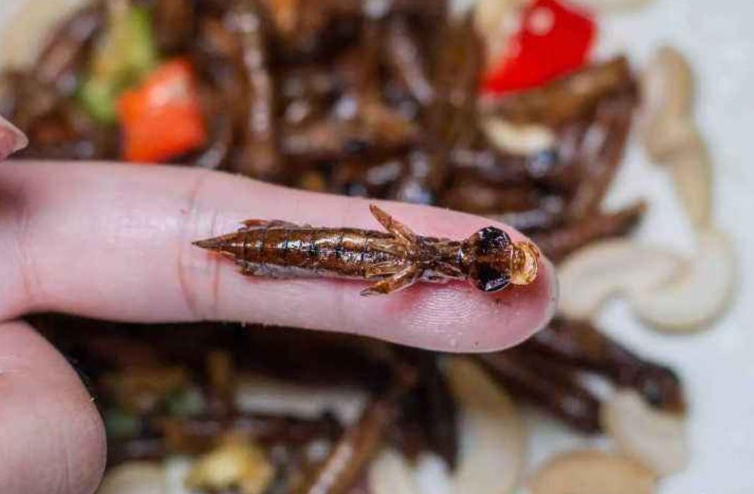 薄翅蜻蜓不足1克重，却能飞行6400公里，打破生命极限值