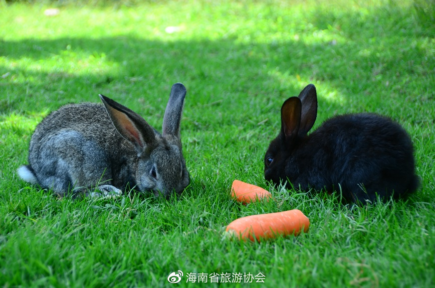 三亚会员酒店,三亚福朋喜来登度假酒店入住体验