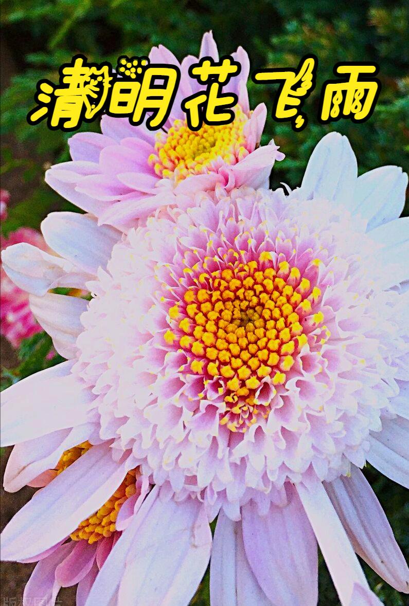 清明节雨纷纷举国上下寄哀思,清明节伤感词思念天堂的父母