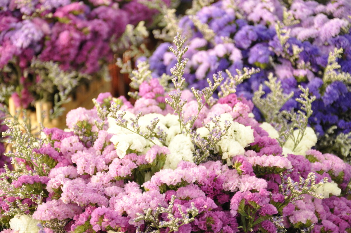 去云南昆明旅游攻略必去景点,云南的昆明旅游攻略必去景点顺序