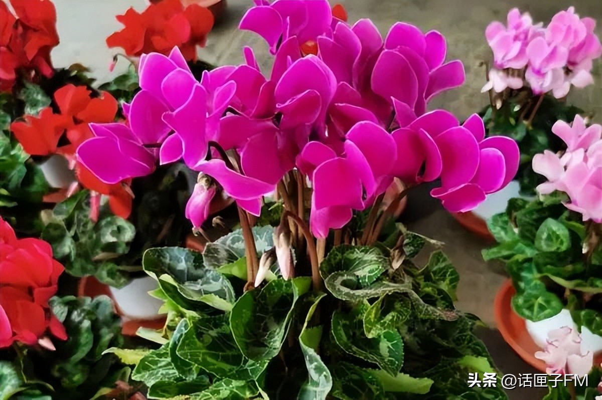 上海春节年宵花选购指南,新年将至充满年味的年宵花不能少