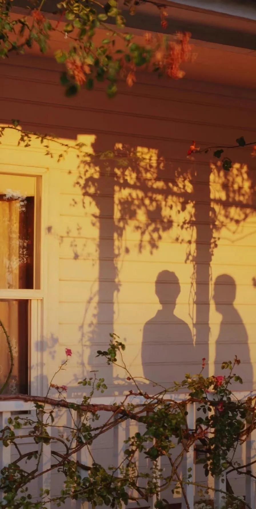 悲观主义的花朵原著小说,悲观主义的花朵