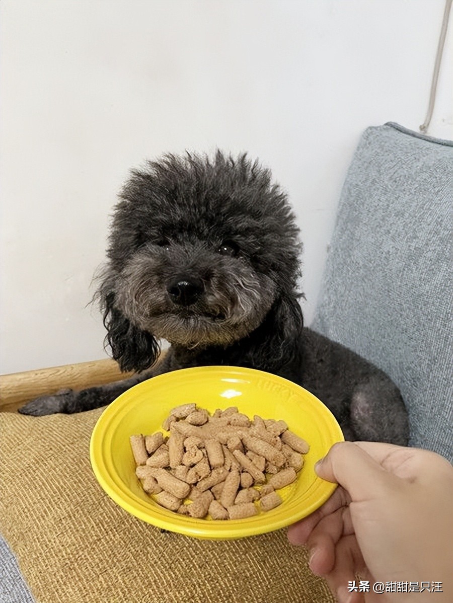 狗零食最好的牌子,6大狗零食种类分析测评