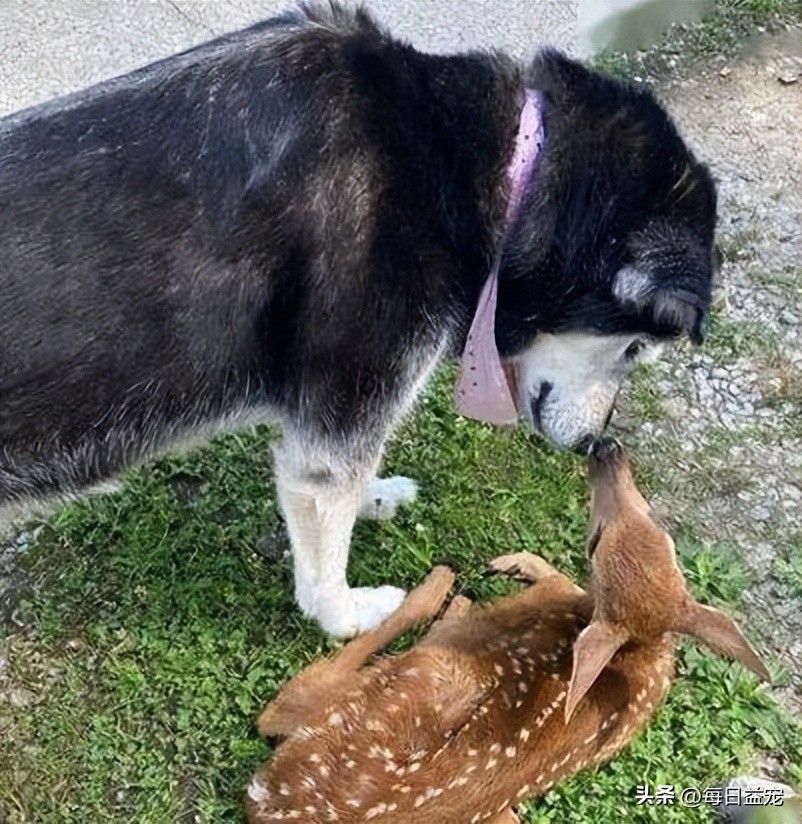 哈士奇离家出走，隔天竟然自己回来了，身后还跟了只小鹿