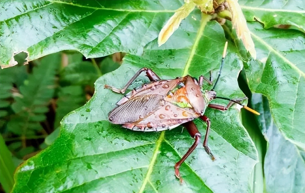 一碰就放臭屁的臭屁虫，如今却成香饽饽600元1斤，它的价值了解下