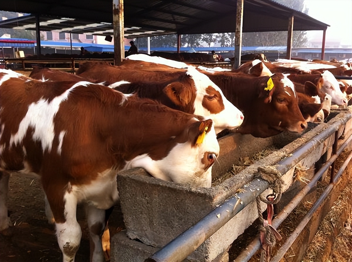 养牛喂草料的方法和技巧视频,小型养牛场喂牛最省事的方法