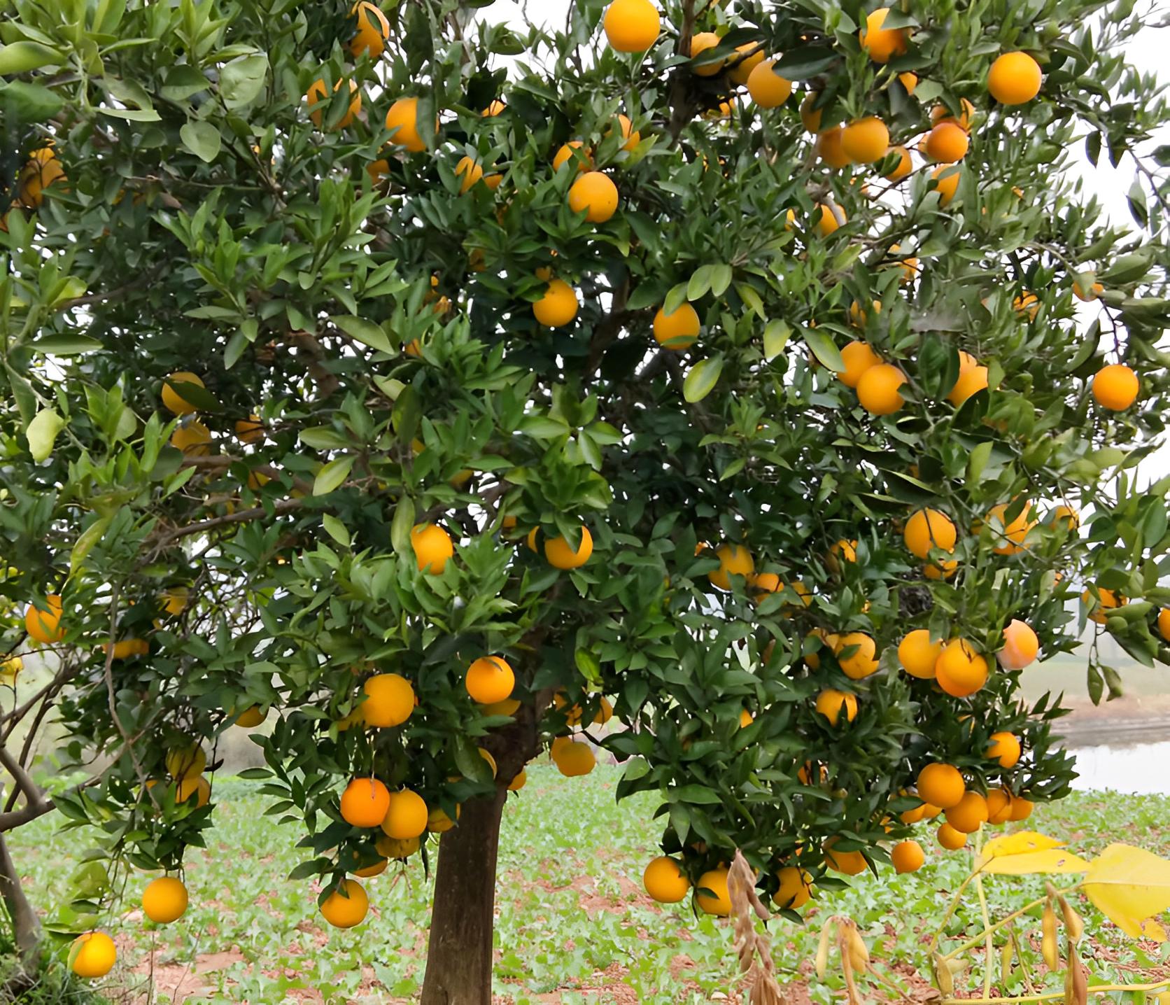 “家有4金树,儿孙辈辈富”,养5年挂满大金果,想吃马上摘,方便