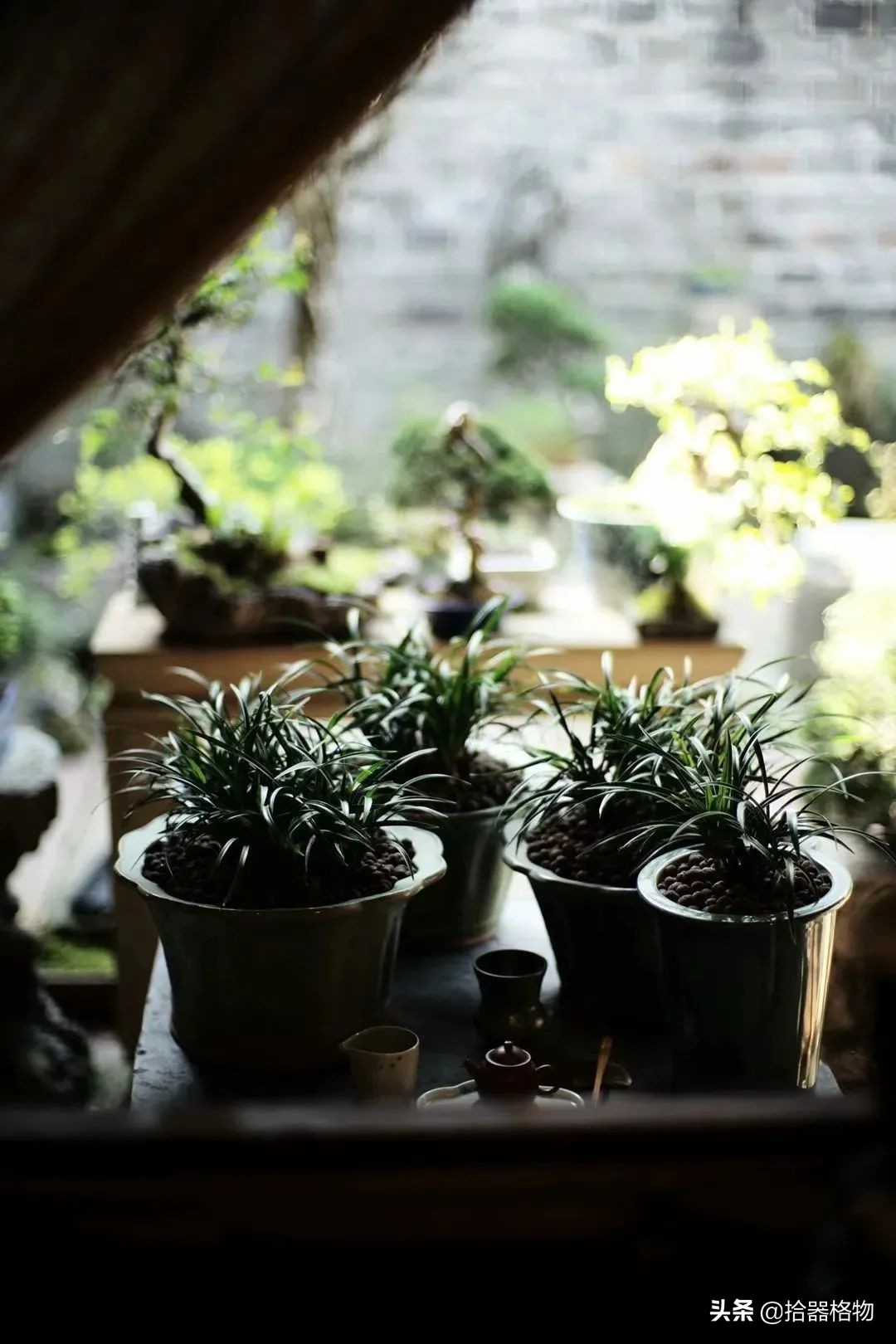 闲情雅致盆景造型,闲情逸致栽花种草