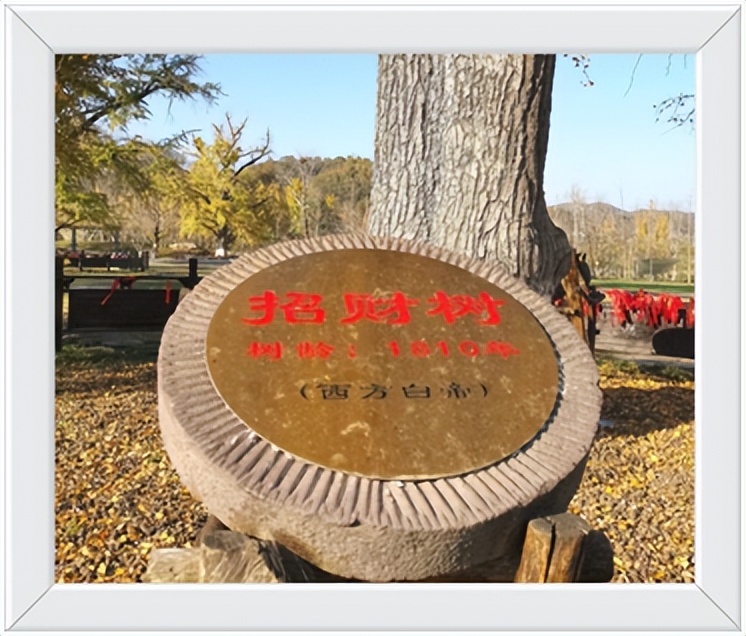 中国千年银杏谷住宿,中国千年银杏谷