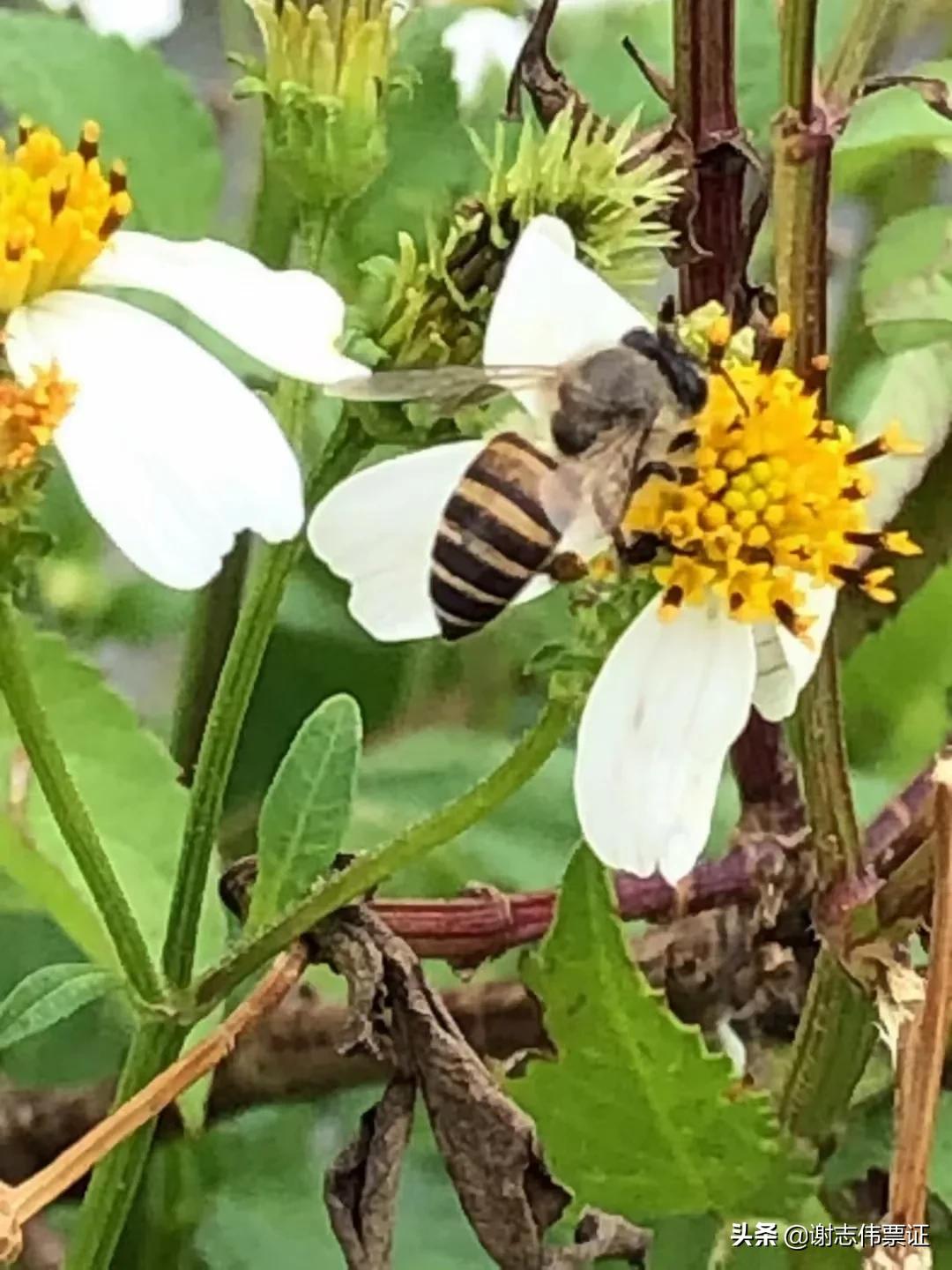 海南风光美（035）蜜蜂采蜜为谁忙？