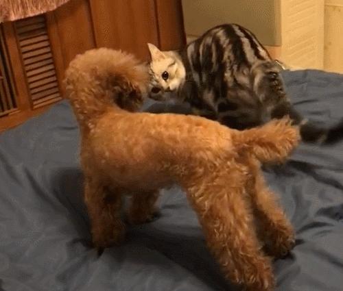 家养的小泰迪需要驱虫吗,家养泰迪攻略