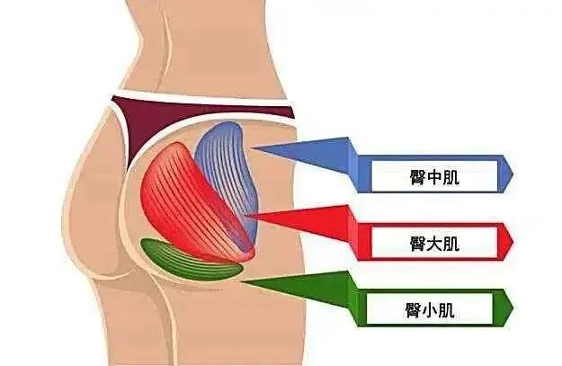 人类从古猿进化成人的盆骨的变化,人类的屁股到底有多奇怪