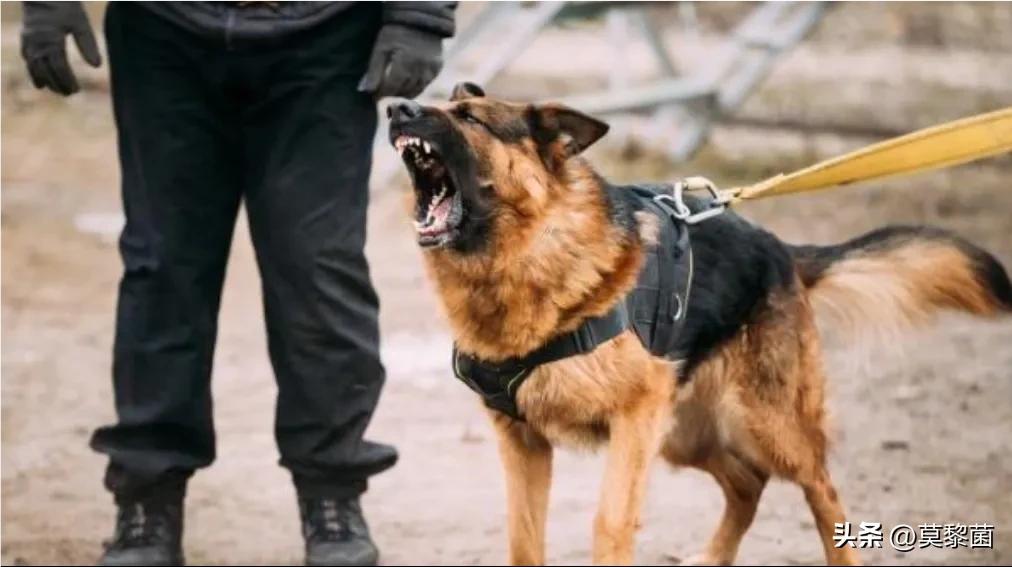 狗最怕什么恶犬,狗狗遇到恶犬怎么自救