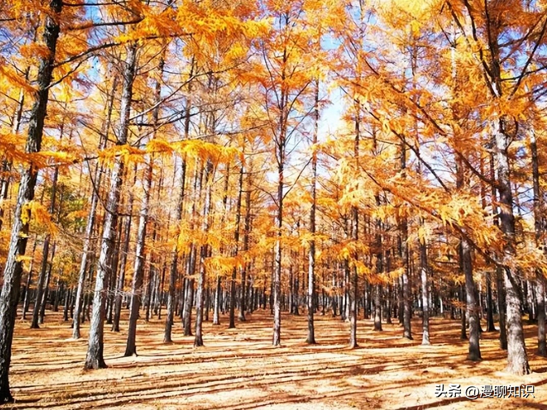 落叶松根部含二氢槲皮素功效,落叶松对人体有什么好处
