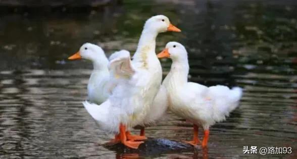 烤鸭科普,烤鸭知识