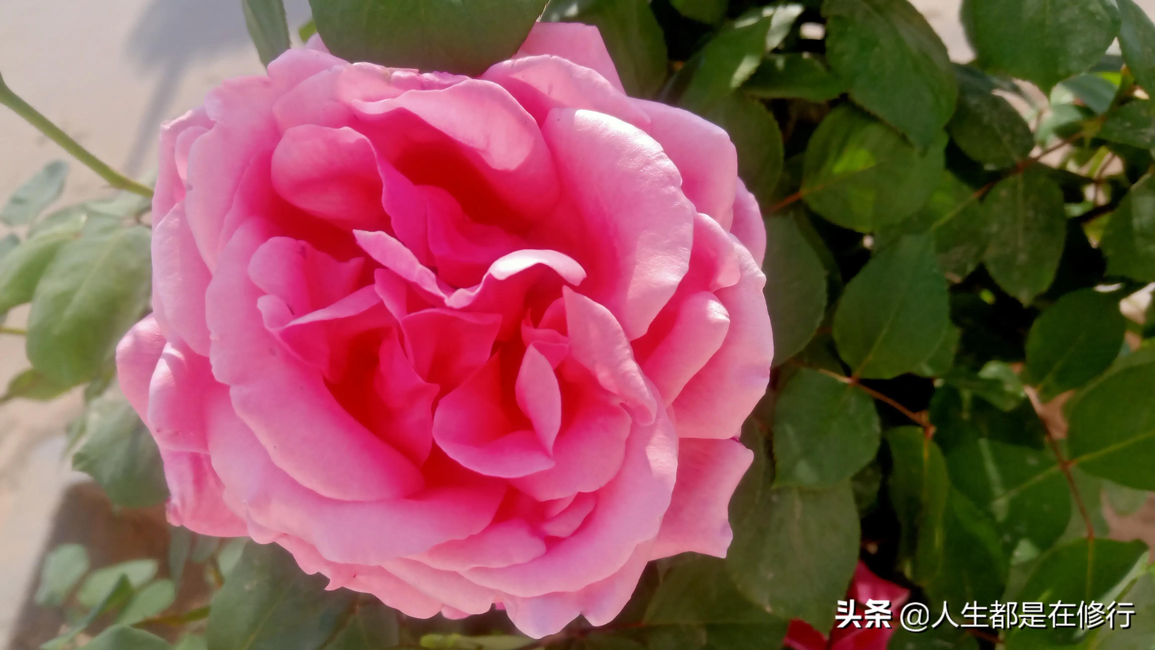 教大家一种拒绝的方法,学会怎样拒绝别人的六个技巧