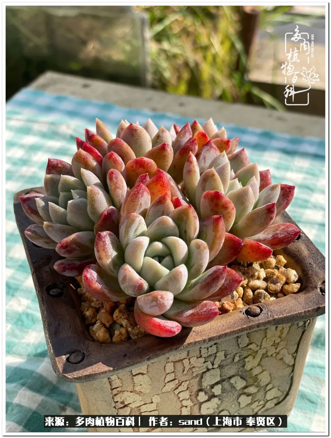 养点花草给生活添点乐趣,养点花花草草心情自然会好