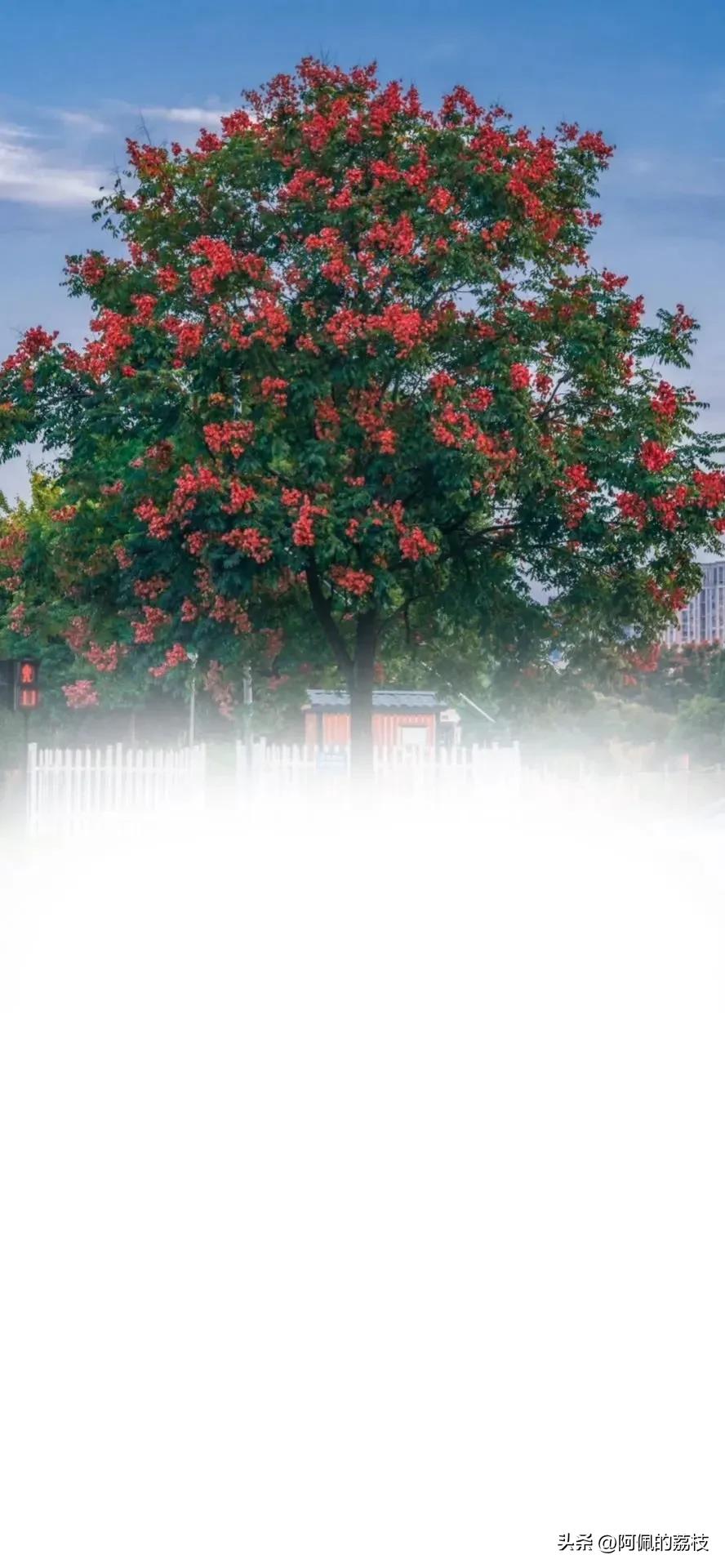 寰俊鑱婂ぉ鑳屾櫙鍥炬殫鑹茬郴,寰俊鑱婂ぉ鑳屾櫙鍥捐秴娓呭コ